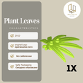 Plant Leaves 10884